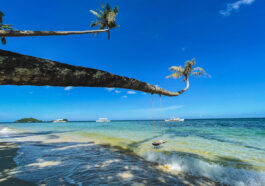 leaning coconut trees