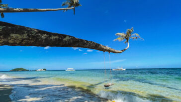 leaning coconut trees