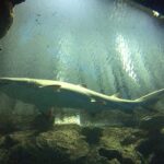 Shark Reef Aquarium at Mandalay Bay by Paulo O via Wikimedia cc