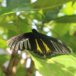 Beautiful butterfly at Marl Insect and Butterfly Culture garden