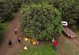 Mango Picking in Zambales