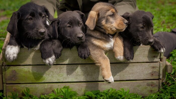 Choose the Right Animal Shelter