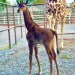 Rare spotless giraffe born in US zoo photo via Bright Zoo Fb page