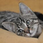 Right Animal Shelter