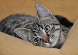 Right Animal Shelter