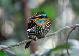 A male Spotted-wood Kingfisher at La Mesa Eco Park, Quezon City by Doing BIG Year via Wikimedia cc