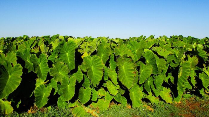 Taro Leaves or Laing