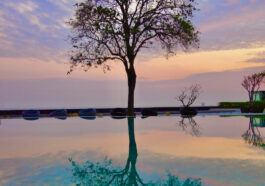 Photo of tree at sunrise by Kate Branch