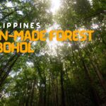 Man-Made Forest in Bohol
