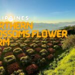Northern Blossoms Flower Farm in Atok, Benguet