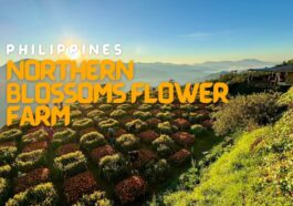 Northern Blossoms Flower Farm in Atok, Benguet