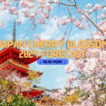 Japan Cherry Blossom 2024 Forecast