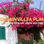 Bougainvillea Plant