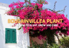 Bougainvillea Plant