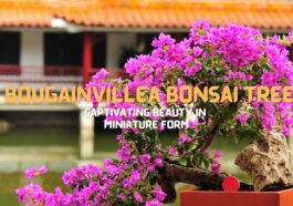 Bougainvillea Bonsai Tree