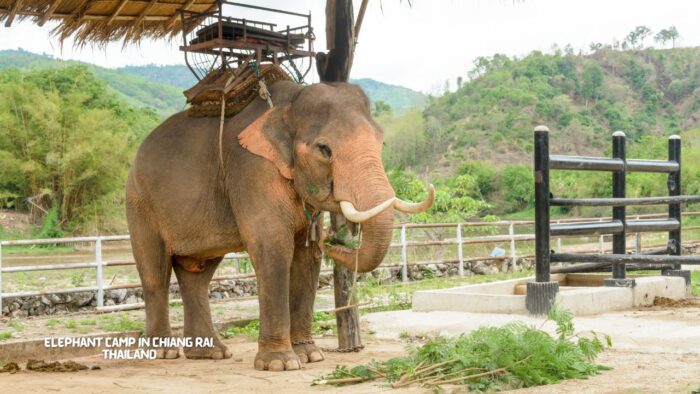Elephant Camp in Chiang Rai, Thailand