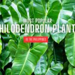 Most Popular Philodendron Plants in the Philippines
