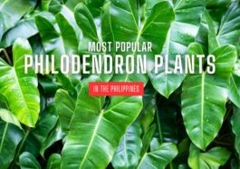 Most Popular Philodendron Plants in the Philippines