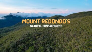Mount Redondo Natural Bonsai Forest