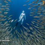 Sardine Run in the Philippines