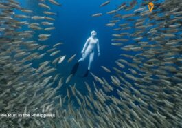 Sardine Run in the Philippines