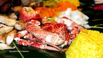 Coconut Crab in Batanes