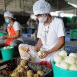 Farmers cleaning the onion harvest at the Kalasag Multipurpose Cooperative