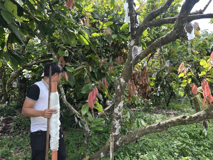 Davao Through Coffee and Cacao At the Malagos Garden Resort