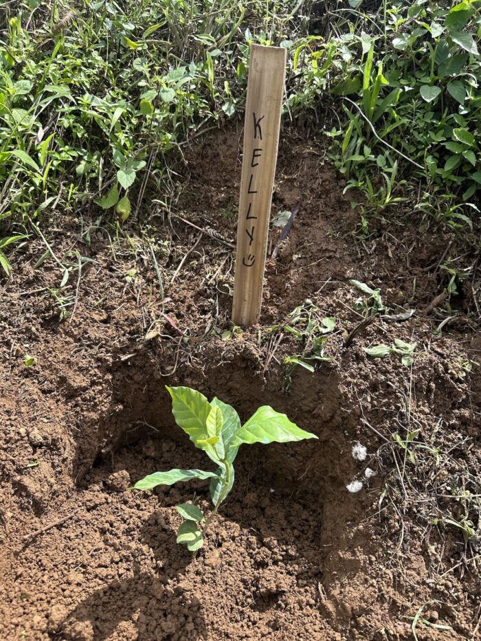 Davao Through Coffee and Cacao My coffee seedling