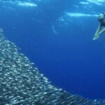 Freediving at the Panagsama beach sardine run