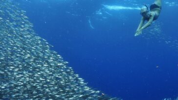 Freediving at the Panagsama beach sardine run