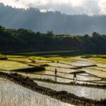 Buscalan Rice Terraces by Ianpetercapocao via Wikimedia CC