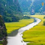 Tam coc, Ninh binh in rice harvest season