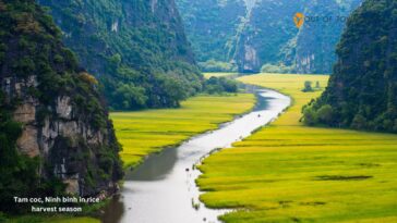 Tam coc, Ninh binh in rice harvest season