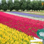 Farm Tomita
