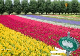 Farm Tomita