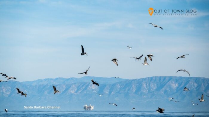 Pelicans Dive Into The Santa Barbara Channel Off The Coast Of CA