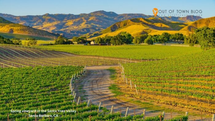 Spring vineyard in the Santa Ynez Valley Santa Barbara, CA