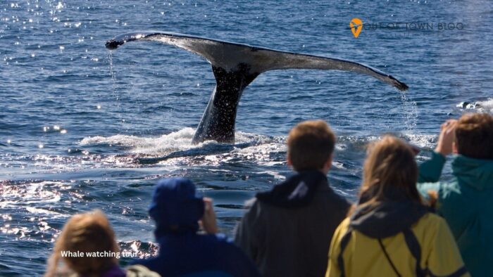 Whale watching tour