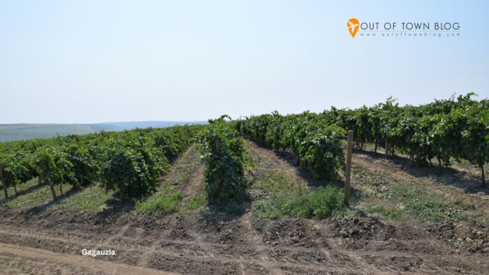 Grape Vines in Gagauzia