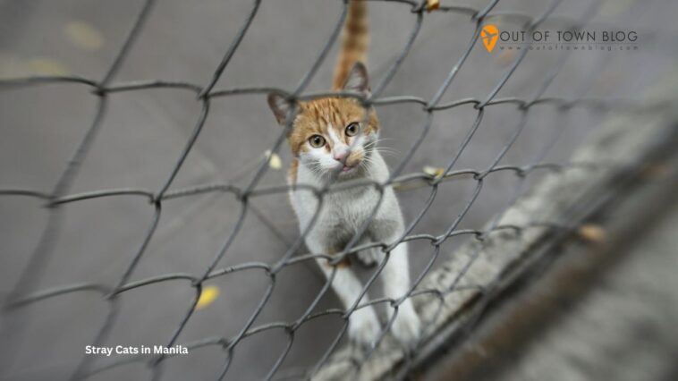 Stray Cats in Manila