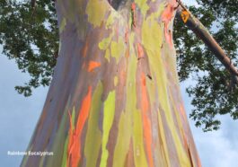 Rainbow Eucalyptus