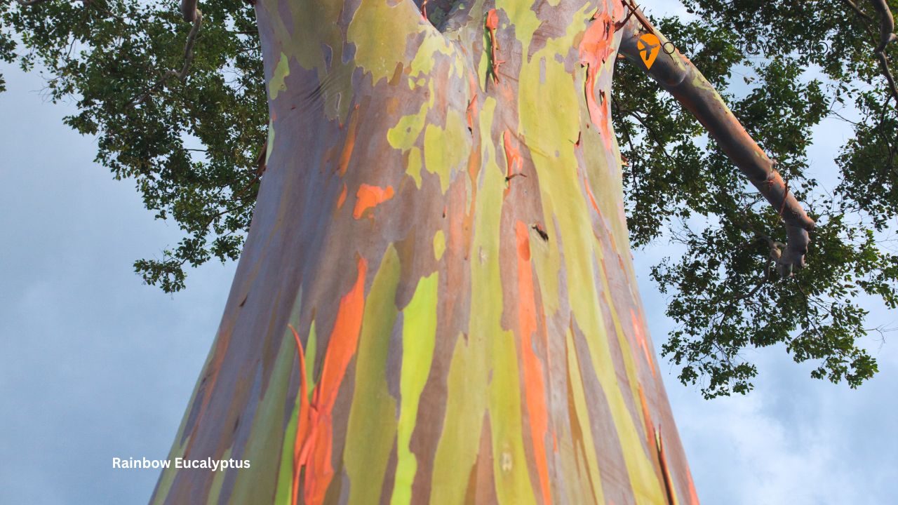 Mindanao’s Rainbow Eucalyptus Tree: The Stunning Tree That Looks Like It Was Painted by Nature