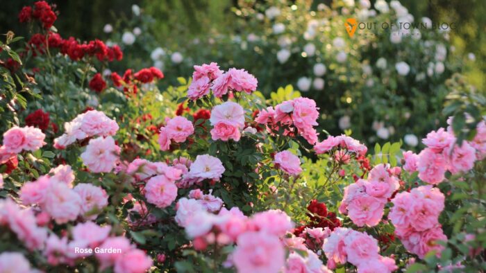 Rose Garden