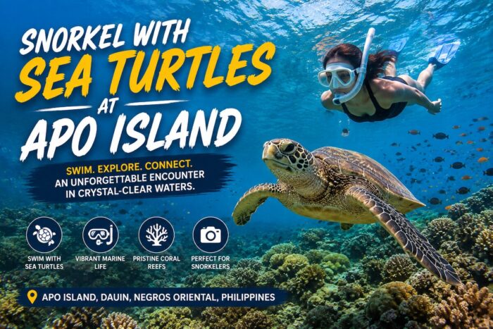 Snorkel with sea turtles at Apo Island