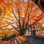 Guangwu Mountain covered in a "red carpet"