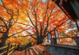 Guangwu Mountain covered in a "red carpet"