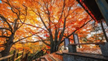 Guangwu Mountain covered in a "red carpet"