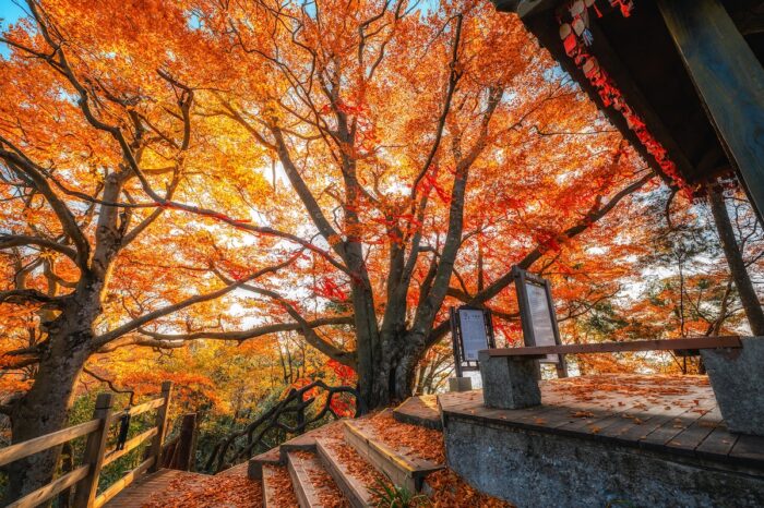 Guangwu Mountain covered in a "red carpet"