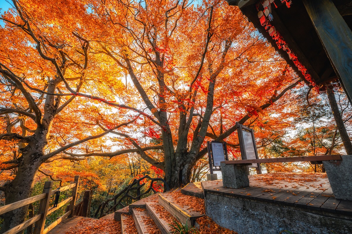 Guangwu Mountain Red Leaf Festival 2026: Experience Asia’s Natural Autumn Red Carpet